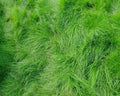 Creeping Red Fescue Seeds - 1,000 Count - Festuca rubra - Ideal for Lawns and Ground Cover