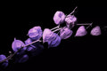 Purple Chinese Lantern Seeds - 100 Pack for Planting - Physalis alkekengi - Stunning Lantern-Like Blooms