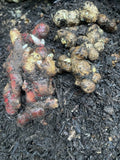 Indonesian Ginger Roots Set - Red & Black - Zingiber spp. for Planting in Home Garden or Outdoor Space