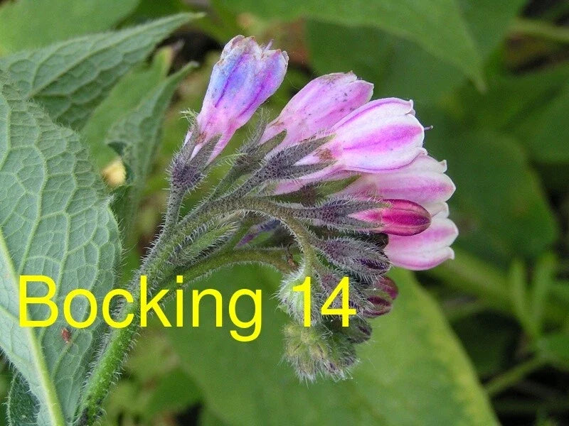 Russian Comfrey Live Root Cuttings - Bocking 14 Variety - Organic Herb Plant for Gardening (Symphytum x uplandicum)