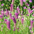 Purple Prairie Clover Seeds - 500+ Count - Wildflower, Nitrogen Fixing, Drought Resistant, Heat & Cold Tolerant (Dalea purpurea)