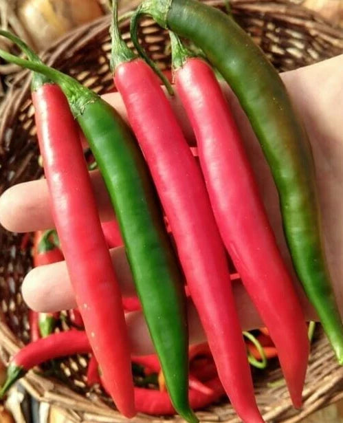 Thai Prik Chi Faa Pepper Seeds - 20 Fresh Harvested Premium Seeds - Spicy Variety (Capsicum annuum)