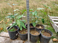 Cottonwood Tree 1-2 Feet Live Plant Bare Root | Fast Growing | Populus deltoides
