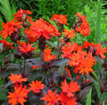 Arkwright's Campion Seeds - Vesuvius Perennial Non-GMO for Hummingbirds - 100 Seeds (Silene arkwrightii)