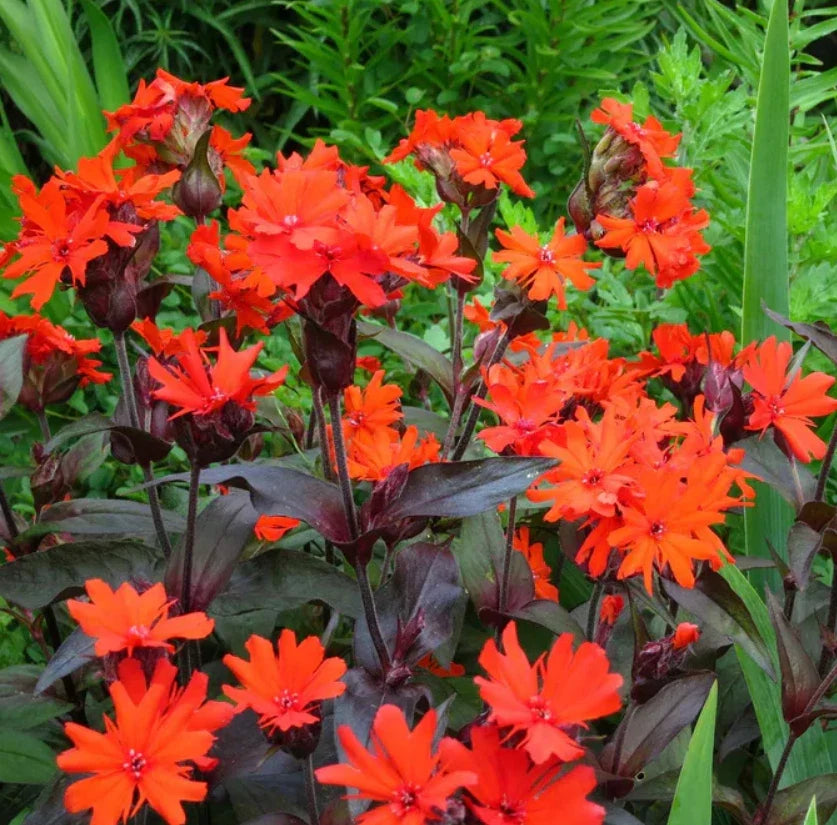 Arkwright's Campion Seeds - Vesuvius Perennial Non-GMO for Hummingbirds - 100 Seeds (Silene arkwrightii)