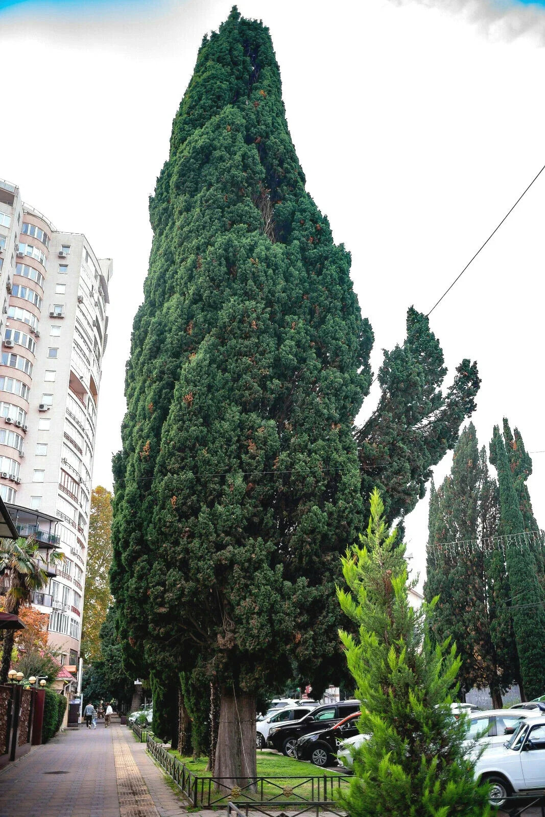 Green Giant Thuja Seeds - 30+ Pack - Arborvitae Cedar Tree (Thuja plicata) - Free Shipping