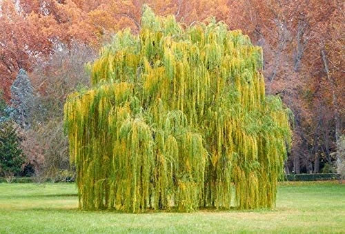 Outdoor STEM Project Kit | Grow Weeping Willow Tree | Educational Kids Activity | Salix babylonica