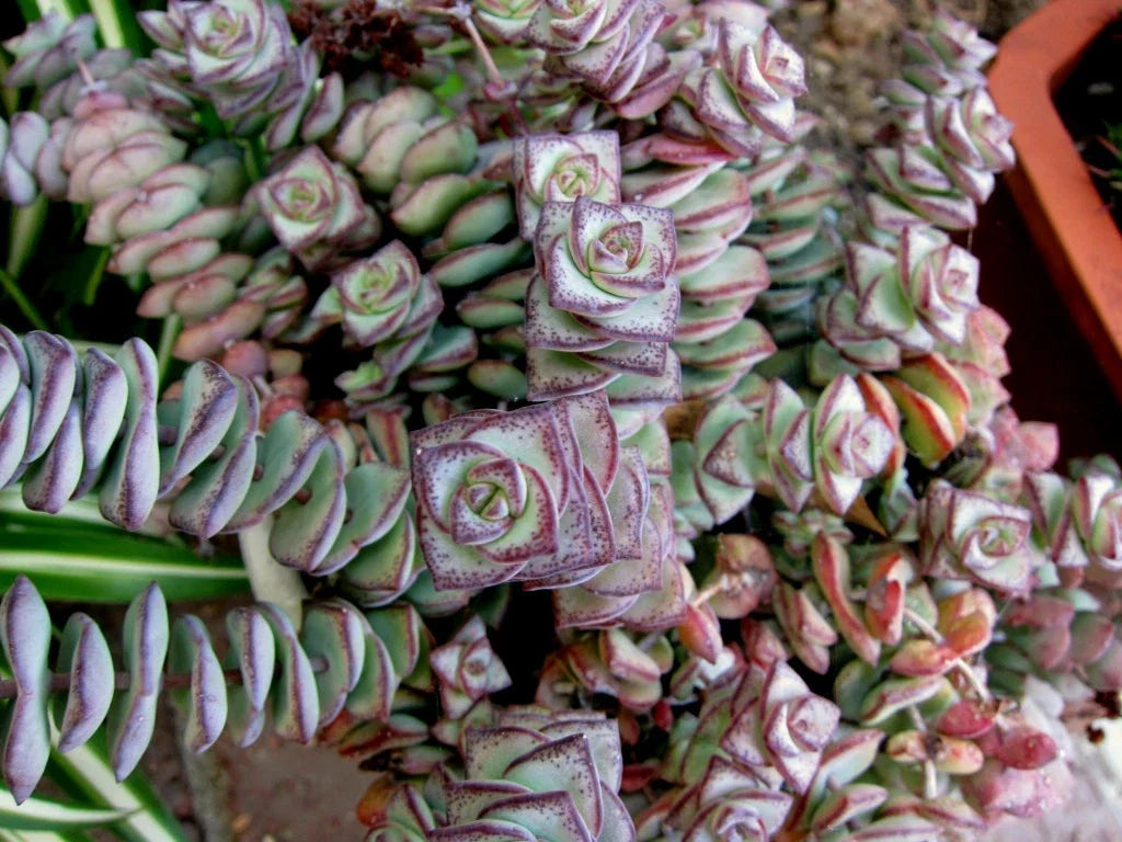 String of Buttons Cuttings - Crassula Perforata Succulent Plants - 3 Healthy Cuttings for Propagation
