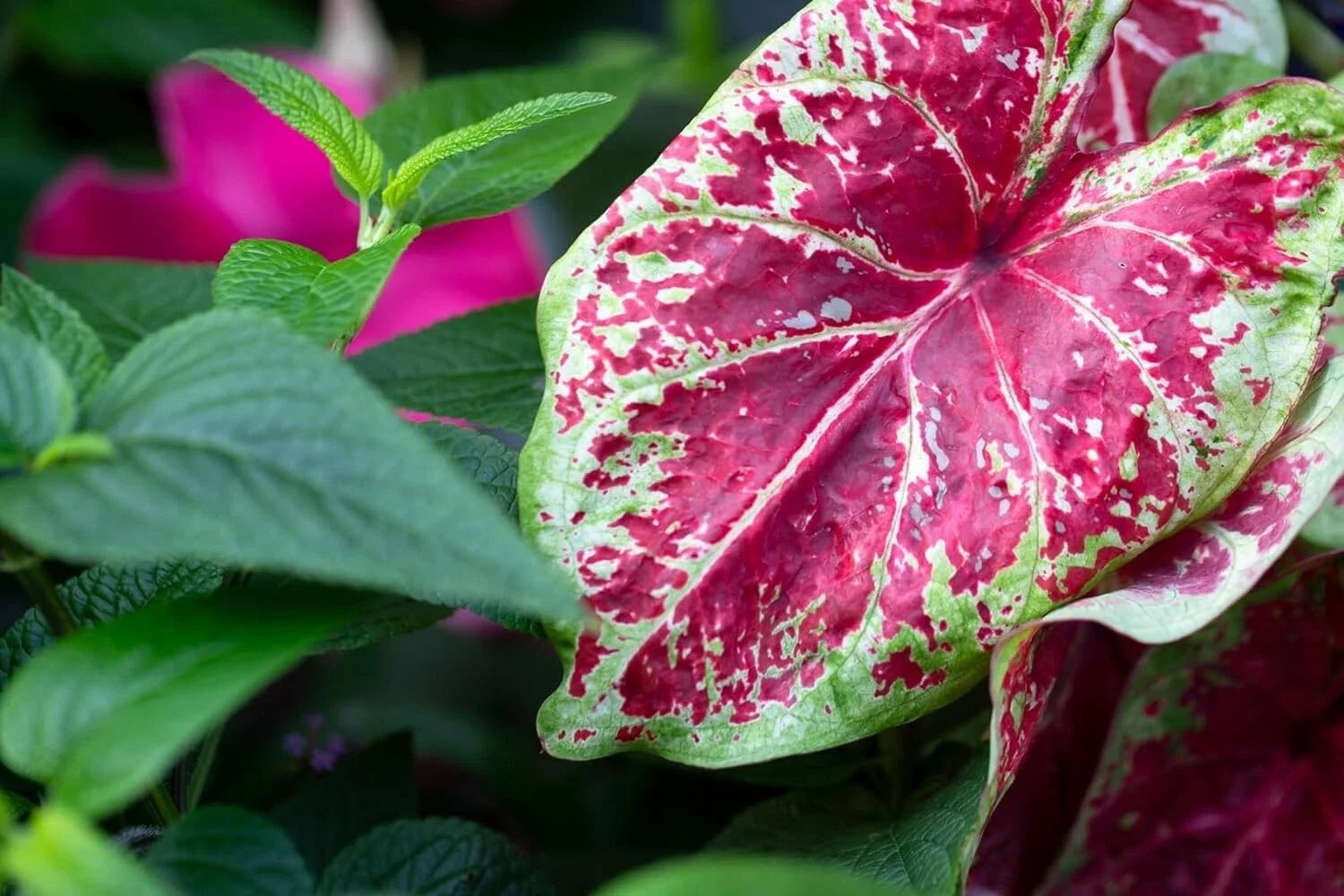 Caladium Bulbs - 6 Royal Flush - Perennial Elephant Ears - Caladium bicolor