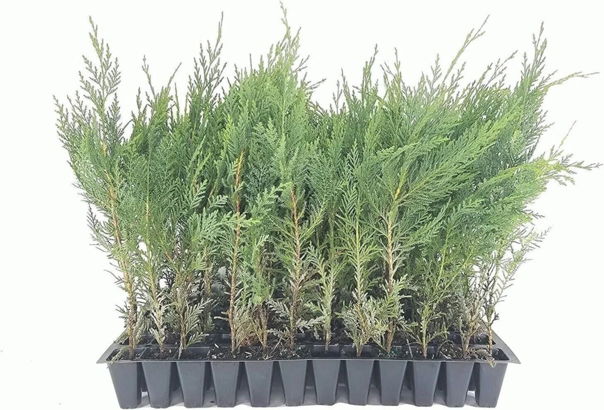 Murray Cypress Trees - 3 Live Plants - Upright Evergreen Privacy Screen - Cupressus macnabiana - Hardy, Fast Growing