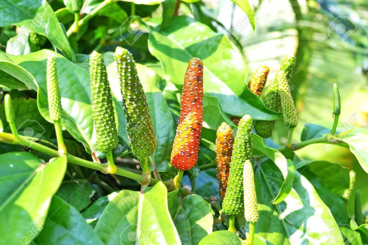 Piper Longum Live Plant Trio - Rare Long Pepper Starter Plants 5-10"