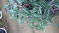Wandering Jew Cuttings - T. Chrysophylla "Baby Bunny Bellies" - Indoor House Plant Propagation