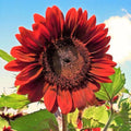 Velvet Queen Sunflower Seeds 50pcs - Big Red Flower Seeds (Helianthus annuus)