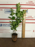 Lucidum Ligustrum Live Plant - Glossy Green Foliage - Privet Plant - Ligustrum lucidum