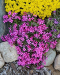 Atropurpurea Phlox Seeds - 100+ Pack for Garden Planting - Vibrant Purple Flowers - Phlox paniculata