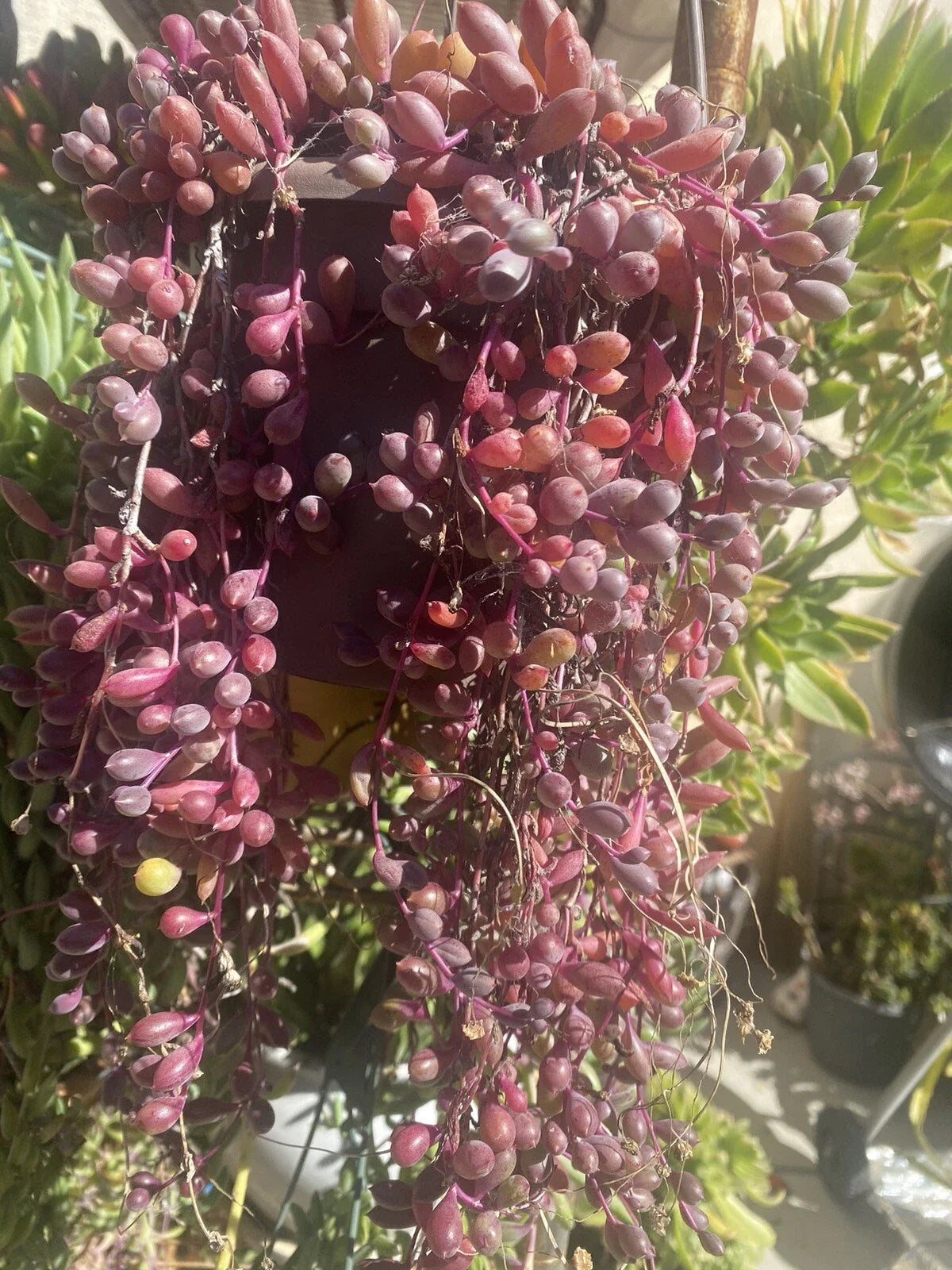 Healthy Cuttings - 10 Othonna Capensis "Ruby Necklace" Organic Succulent Plants for Home Decor