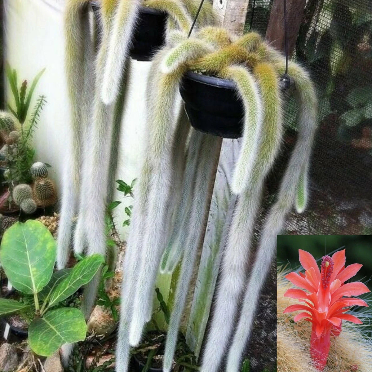Monkey Tail Cactus Plant - Hildewintera colademononis - Unique Succulent Variety - Perfect for Home Decor