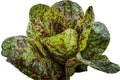 Freckles Romaine Lettuce Seeds - 500+ Heirloom Organic Non-GMO - Fresh Seeds for Home Garden - Lactuca sativa