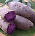 Purple Sweet Potato Slips - 10 Cuttings - Khoai Lang Tím - Ipomoea batatas