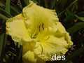 10 Daylilies Live Plants - Emperor's Choice - Bright Ruffled Fragrant Flowers - Hemerocallis