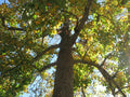 SYCAMORE TREE 18+ INCHES BARE ROOT 'Platanus occidentalis' Hardy Plant for Zones 5-9, Freshly Dug, Fast Shipping