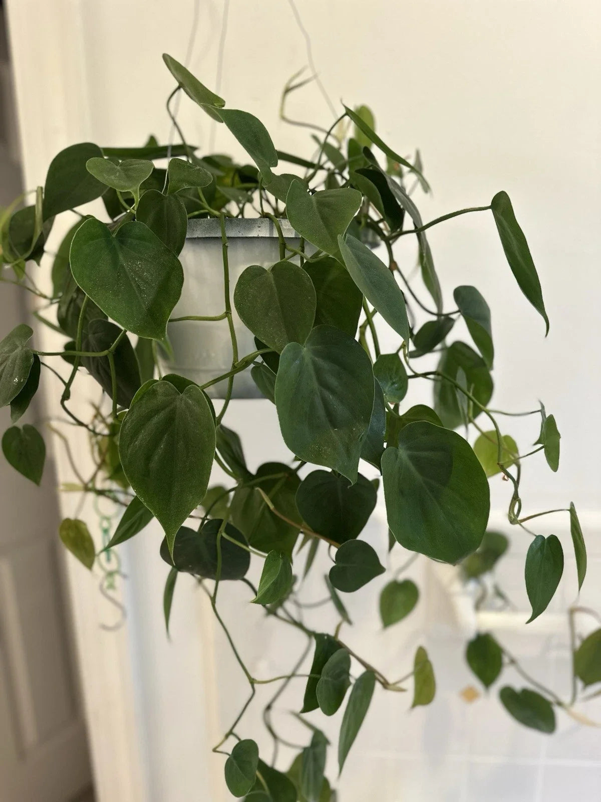Heart Leaf Philodendron Cuttings - Philodendron hederaceum - Live Plant Cuttings for Propagation