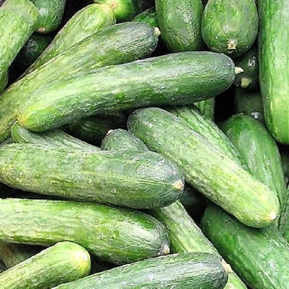 Rhinish Pickle Cucumber Seeds | NON-GMO Heirloom | Fresh Garden Seeds | Cucumis sativus