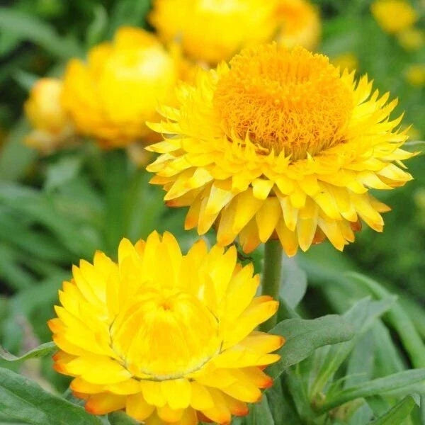 Golden Yellow Strawflower Seeds | Non-GMO | 100-2,000 Seeds | Helichrysum bracteatum