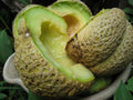 Cantaloupe Seeds - Jenny Lind Variety - Fresh Seed for Planting - Cucumis melo