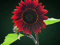 Chocolate Cherry Sunflower Seeds - 40 Count Annual Flower - Helianthus annuus - USA Grown GroCo
