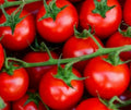 Large Red Cherry Tomato Seeds 100+ Indeterminate Garden Vegetables, Solanum lycopersicum