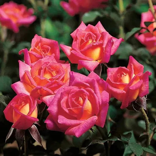 Hot Tamale Miniature Rose Cuttings, 4" Long, Unrooted, Fresh, 3 Stems, Rosa spp., Ideal for Gardening and Floristry
