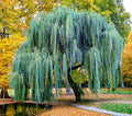 Weeping Willow Tree Cuttings - Fast Growing - Beautiful Arching Branches - Salix babylonica