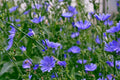 Chicory Seeds 1/4 LB Italian Dandelion NON-GMO Deer Plot Coffee Weed Cichorium intybus