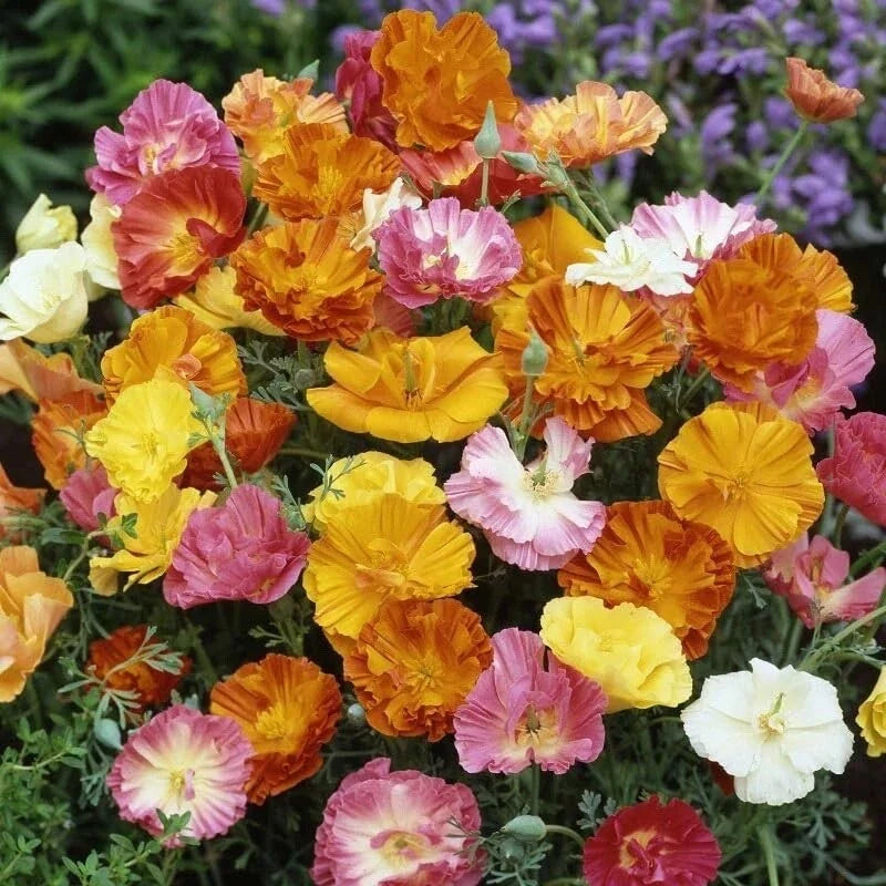 Poppy Flower Seeds 50 Count Ballerina Mix Papaver rhoeas