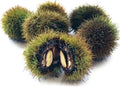 Japanese Silverleaf Chestnut Tree Seeds - Prolific Yielder - Castanea crenata - High Germination Rate