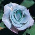 Blue Rose Seeds - 10 Perennial Flowering Shrub Seeds - Ideal for Garden Planting - Rosa spp.