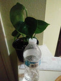 Philodendron Monstera - 6" Pot - Tropical Houseplant, Green Foliage, Indoor Plant