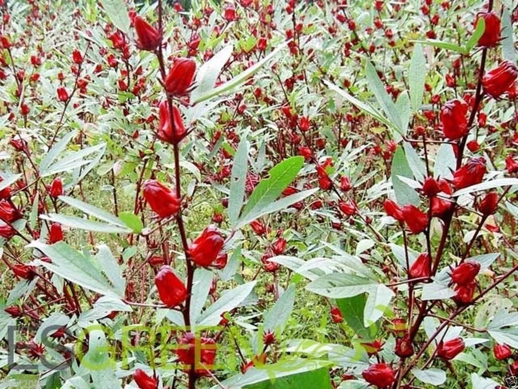 Jamaican Sorrel Seeds 10 Pack, Florida Cranberry, Indian Roselle, Hibiscus sabdariffa