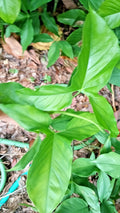 Rooted Live Arrowhead Plant – Syngonium Podophyllum – Easy-Care Air Purifying Houseplant, Bare Root Starter