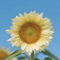 White Light Sunflower Seeds - 20 Seeds for Planting - Pure White Sunflowers (Helianthus annuus)