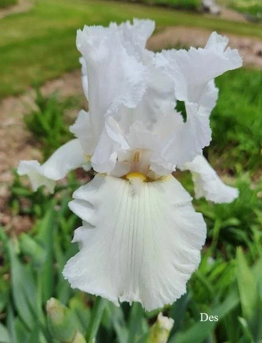 Tall Bearded Iris Plants - Ruffled All White - 2 Live Plants - Iris germanica