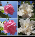Cotton Rose Cuttings (4) Color Changing Flowers - Confederate Rose (Hibiscus mutabilis) - White to Pink
