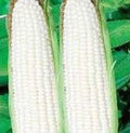 White Corn Seeds, Stowell's Evergreen Heirloom, 20+ Seeds, Deliciously Sweet