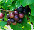 Muscadine Grape Vine Cuttings 10-Pack, Male & Female, Vitis Rotundifolia, Organic, Southern Native, Unrooted, Easy Grow, 6-Inch