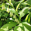 Bare-root Solomon's Seal Plant - Native Perennial Herb - Polygonatum biflorum - Edible & Medicinal - 18-24 Inches Tall