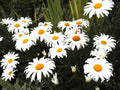 Daisy Seeds - 130 Seeds - Shasta Dwarf White Perennial - Leucanthemum × superbum - GroCo USA