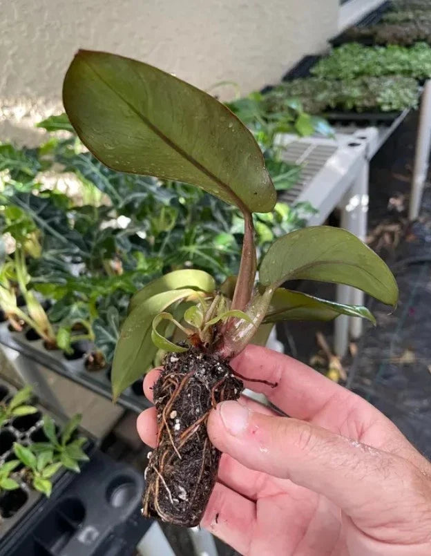 Philodendron Black Cardinal (Philodendron erubescens) Live Plant 3-5” Tall - Rare Dark Foliage Houseplant - Bareroot Starter