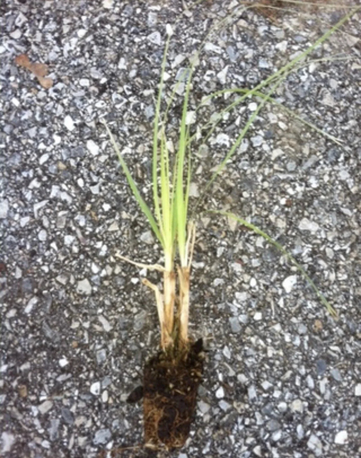 Purple Pampas Grass (3 Plugs) – Rare Cortaderia selloana Variety – Ornamental Grass with Purple Plumes – Drought-Tolerant Garden Plant