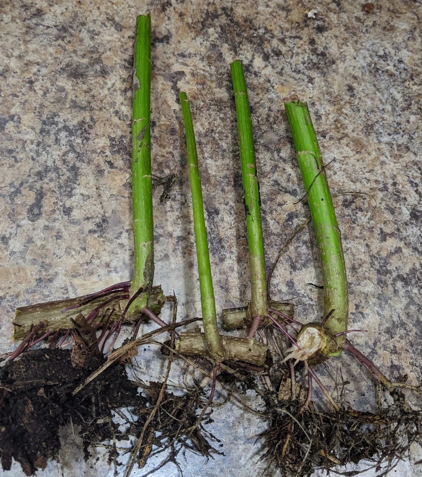 2 Tithonia diversifolia Cuttings – Mexican Sunflower | Live Organic Rooted Cuttings | Fast-Growing Pollinator & Compost Plant